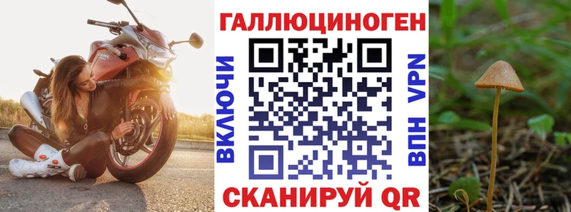 блэк спрут ссылки  Шенкурск  Псилоцибиновые грибы Cubensis 